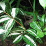 Gold-dust dracaena - Dracaena godseffiana (Dracaena godseffiana)