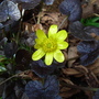 Ranunculus ficaria 'Brazen Hussey' (Ranunculus ficaria 'Brazen Hussey')