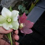 Two new hellibore seedlings I just found in my garden.