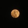 Full Moon behind a tree