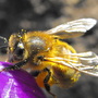 Hungry Bee "Blog"