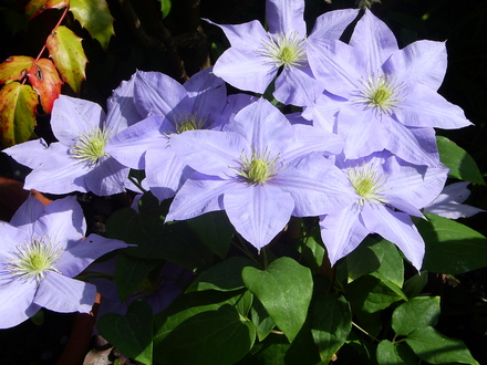 Clematis Cezanne