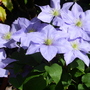 Clematis Cezanne