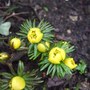 Eranthis (Eranthis hyemalis (Winter aconite))