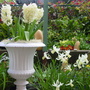 Hyacinths/narcissi