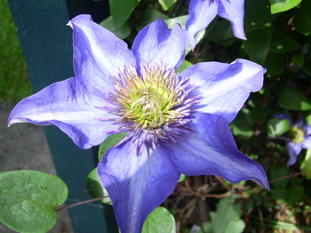Clematis Prince Charles (Clematis)