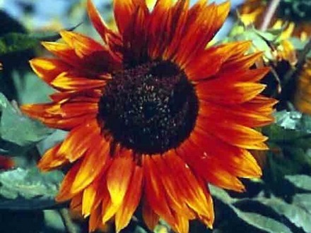 A garden flower photo