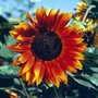Sunflower-autumn_beauty