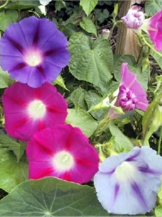 A garden flower photo