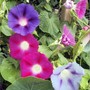 Morning_glory-early_call_mix