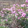 Rhododendron 'Praecox' (Rhododendron 'Praecox')