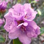 Rhododendron 'Praecox' - close-up (Rhododendron 'Praecox')