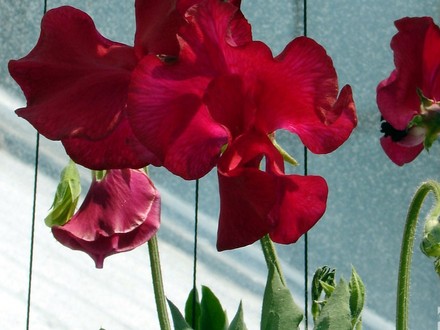 A garden flower photo