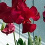 Sweetpea-royal_scarlet