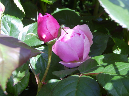 Rose Geoff Hamilton