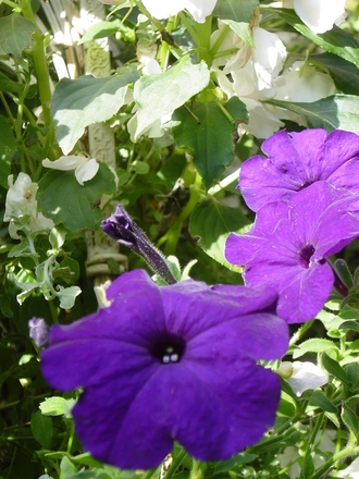A garden flower photo