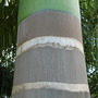 Roystonea
