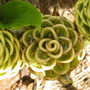 Zingiber spectabilis (Zingiber spectabilis)