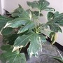 Fatsia japonica 'Variegata'