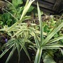 Carex