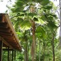 Pritchardia pacifica (Pritchardia pacifica (Fiji Fan Palm))