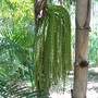 Caryota mitis (Caryota mitis (Burmese Fishtail Palm))