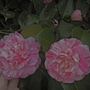 Camellia striped petals (Camellia japonica (Camellia)?)