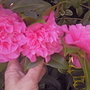Camellia