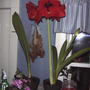 2008-02-29_amaryllis_in_full_bloom