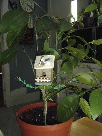 Lemon tree (Citrus × limon)