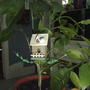 2008-02-29__lemon_tree