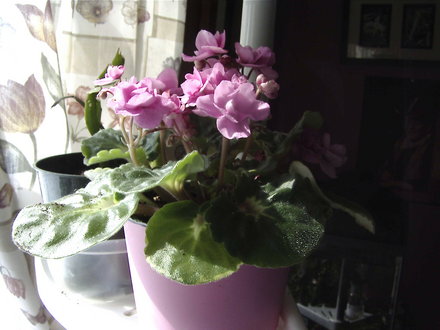 African violet ( saintpaulia ionantha) (Saintpaulia ionantha)