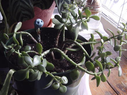 Jade plant ( crassula ovata) (Crassula ovata (Jade tree))