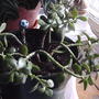 2008-02-29_healthy_jade_plant