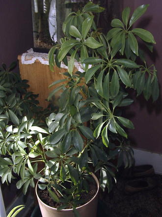 Schefflera  (Schefflera arboricola compacta)