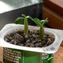 Adenium seedlings - for Milky (Adenium obesum (Desert Rose))