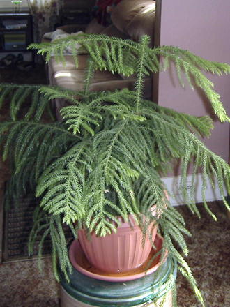 Norfolk Island Pine (Araucaria hetrophylla) (Araucaria heterophylla)