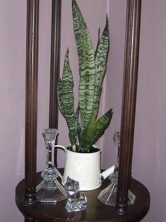 Snake Plant  (Sanseveria)