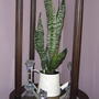 Snake Plant  (Sanseveria)