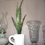 Snake Plant (Sanseveria)