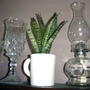 Snake Plant (Sanseveria)
