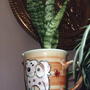 Snake Plant (Sanseveria)