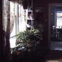 2008-02-29_norfolk_pine_by_window