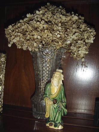 Dried Hydrangea