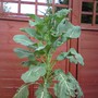 Kale walking stick (Kale)