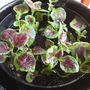 Coleus "rainbow mix" (Coleus)