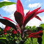 Cordyline 