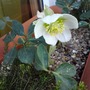  Christmas rose (Helleborus niger (Christmas rose))