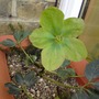 green Xmas rose (Helleborus niger (Christmas rose))