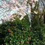 A garden flower photo